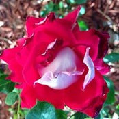 JoPat Wellman's photo