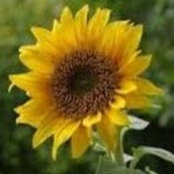 Claire Notton's photo