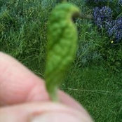 Ayse Serdaroglu's photo