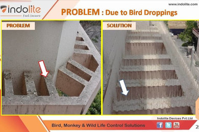 BirdScare - Bird Spikes Solution