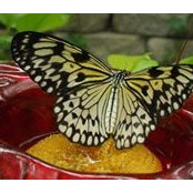 Jeanine Robbins's photo