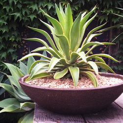 Succulent Containers - Outdoor Pots And Planters