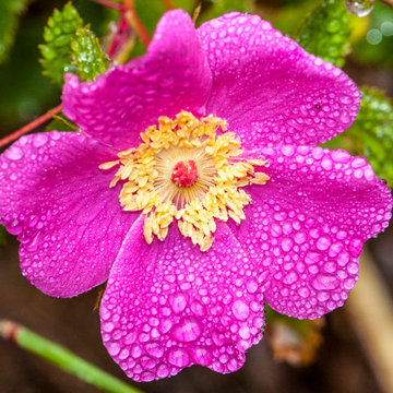 Almost Perfectly Shaped Wild Rose (Rosa californica)