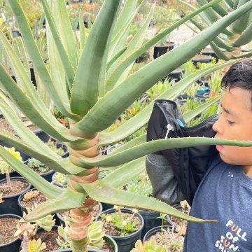 Picking Plants for Acela