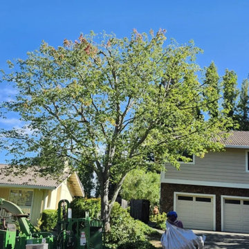 Greenview Tree Care