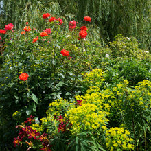 Wild Gardens