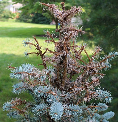 Baby Blue Colorado Spruce Dying From Top Of Leader