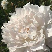 Елена Гончарова's photo