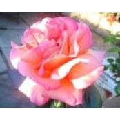 Joan Steward's photo