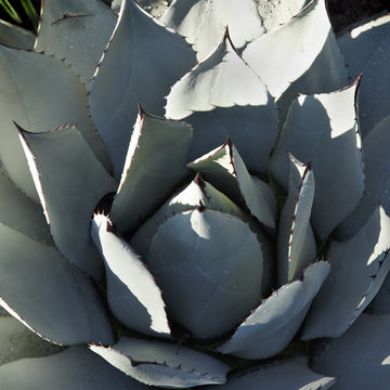 Los Angeles Whole House Remodel and Landscape Design