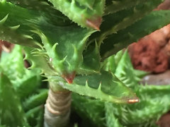 Brown Tips on Aloe Juvenna | Houzz Forum