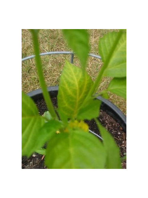 Tomatillo leaves turning yellow...