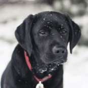 Jacob Anderson's photo