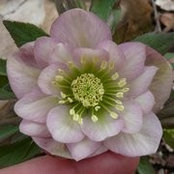 Rachel Legree's photo