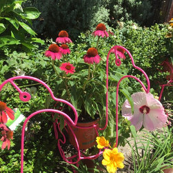 Hardy Hibiscus - Products