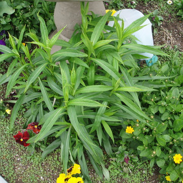 Need to Identify