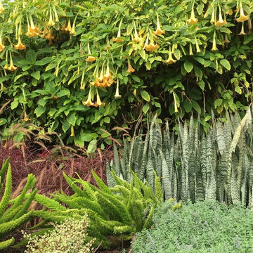 Great Plant Combo's