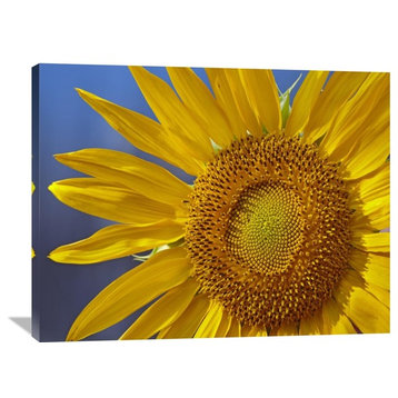 "Common Sunflower Flower, North America" Artwork, 40" x 30"
