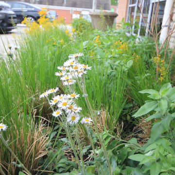 Native Plant Landscaping, Hardscaping, and Bioswales