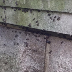 Complete Pest Control Services - Products