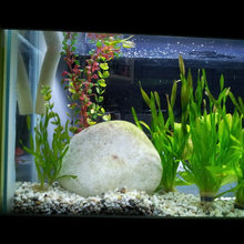 Fish Tank