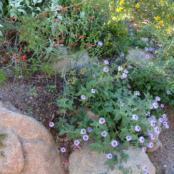 Southwestern Plants