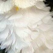 Sule Kocak's photo