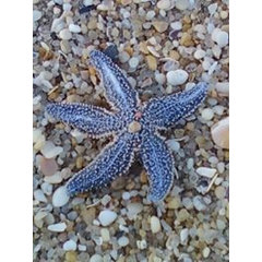 Garden State Tile