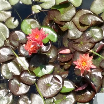 Biotop Natural swimming pool Columbia County New York
