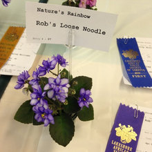 LAVS show plants