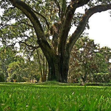 Palmetto St. Augustine Grass