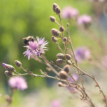 Native Aster Used In a Sustainable Landscape Design