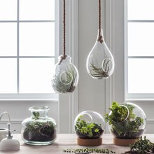 Hanging Terrarium