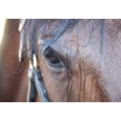 Betsi Fowler's photo