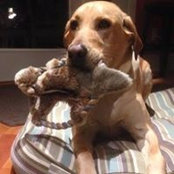 Anne Torello's photo