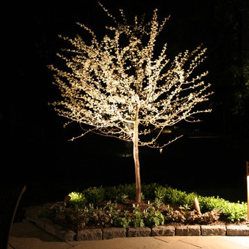 Tree Lighting