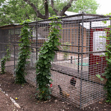 chicken coop