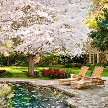 Landscaping ideas