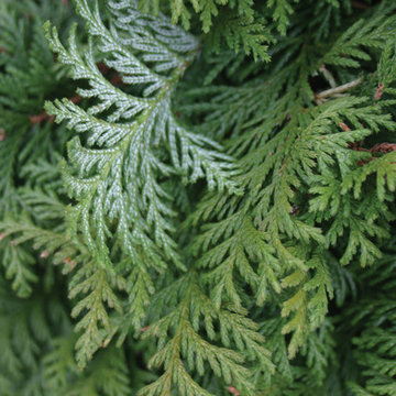 Soft Serve® False Cypress (Chamaecyparis)