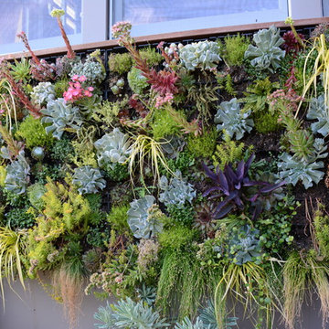 Raised Vegetable Bed / Ornamental Garden 2016