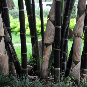 Miami Landscape Design Ideas
