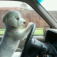 MALTESE