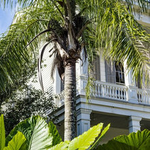 Helen’s New Orleans Garden