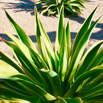 MEXICAN CONTEMPORARY GARDEN