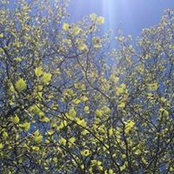 Michael O'Gorman's photo