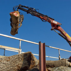 Dave's Tree