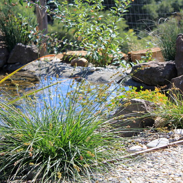 Fairlands Back, California Natives and Edibles