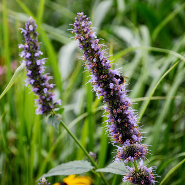 moderne Vorgartengestaltung mit insektenfreundlicher Bepflanzung