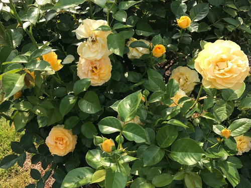 My roses zone 7