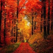 Sonya Odom's photo